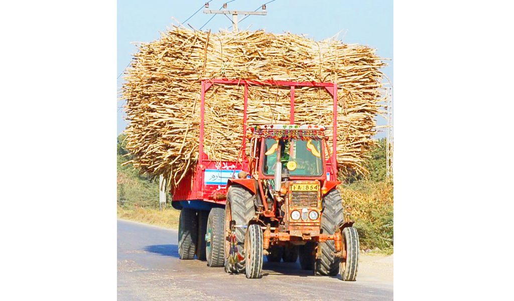 Dangerous sugarcane traffic should be disciplined