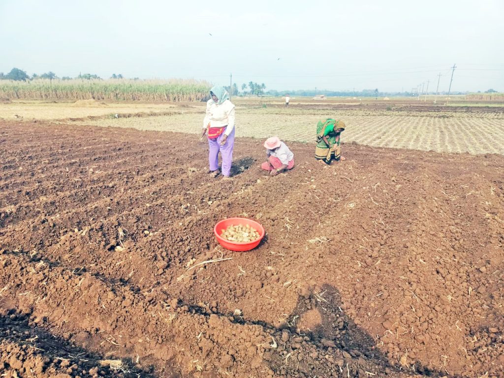 A sharp decline in potato cultivation during Rabi season