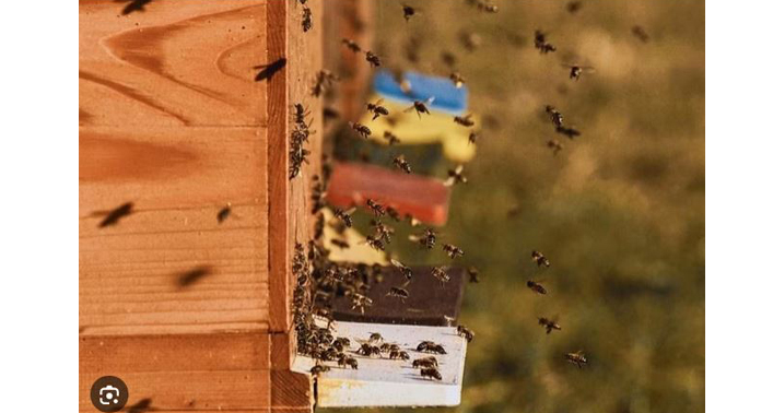 Offer to stay under a beehive