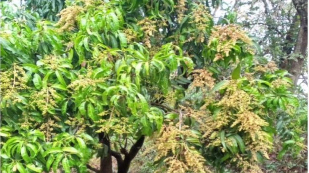 अवकाळी पावसाचा आंबा -काजू पिकांवर होणार परिणाम