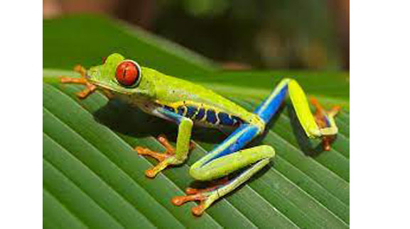 A frog with unique eyes