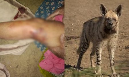 वन्य प्राण्याच्या हल्ल्यात मारोळीतील वृद्ध महिला जखमी https://www.tarunbharat.com/old-woman-in-maroli-injured-in-wild-animal-attack/ रोजच्या ताज्या घडामोडी आपल्याला एकाच ठिकाणी मिळण्यासाठी दै. तरूण भारतच्या Whats up Channel ला Follow करा Follow करण्यासाठी खालील लिंकवर Click करा 👉https://whatsapp.com/channel/0029VaAH5MHElagmmgpTWI2G