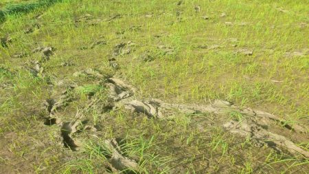 झारापसह पंचक्रोशीत गवारेड्यांचा धुडगूस