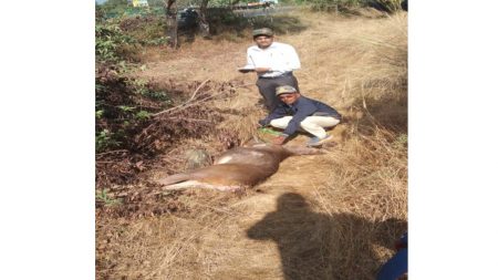 वाहनाच्या धडकेत सांबराचा मृत्यू