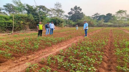 न्हावेलीत गव्यांच्या मुक्त संचार : शेतकरी मात्र चिंतेत