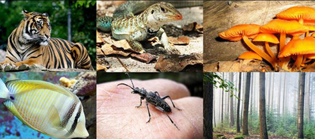 राष्ट्रीय जैवविविधता धोरण कृती योजना National Biodiversity Strategy Action Plan