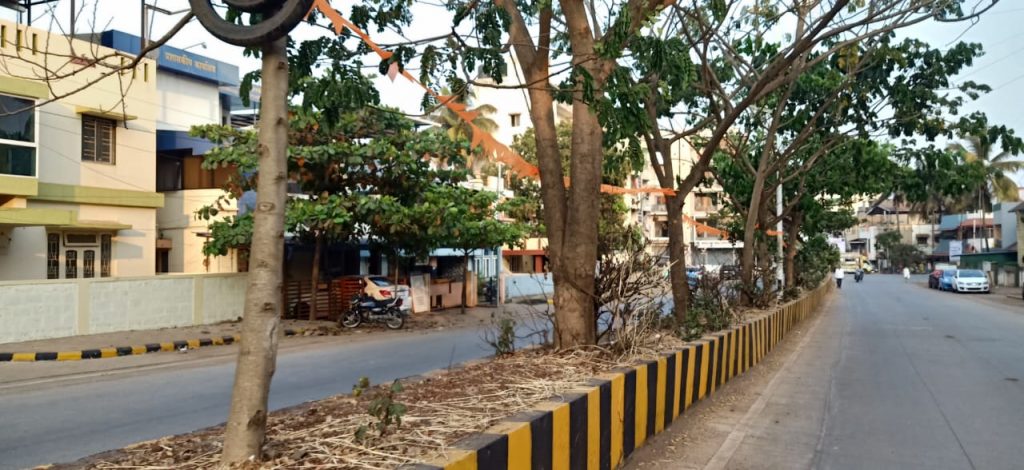 Trees on the divider are dangerous