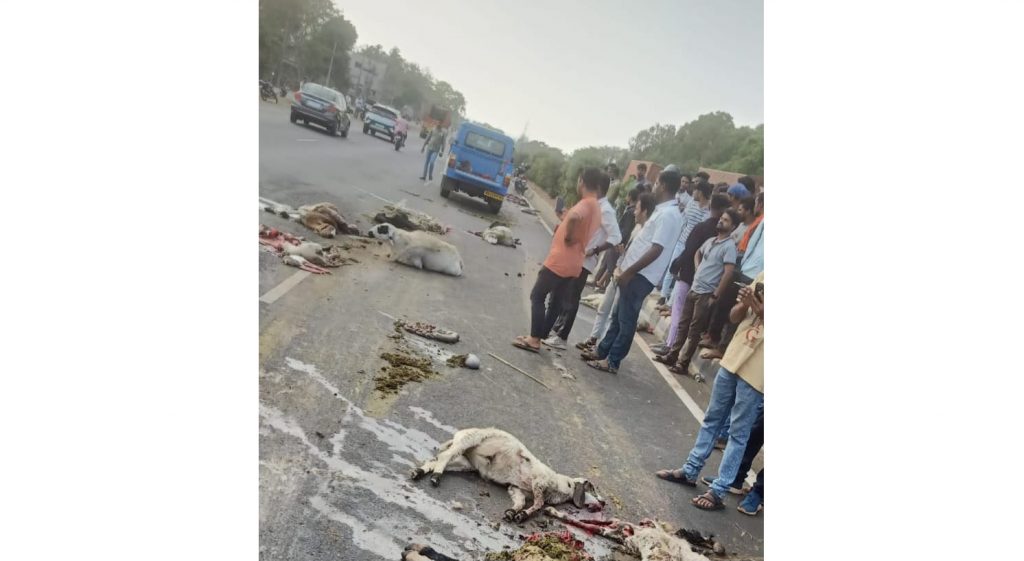 A herd of goats was crushed by a speeding truck near Halga