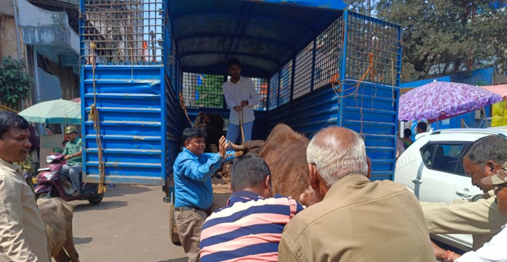 Start the campaign to catch the free animals