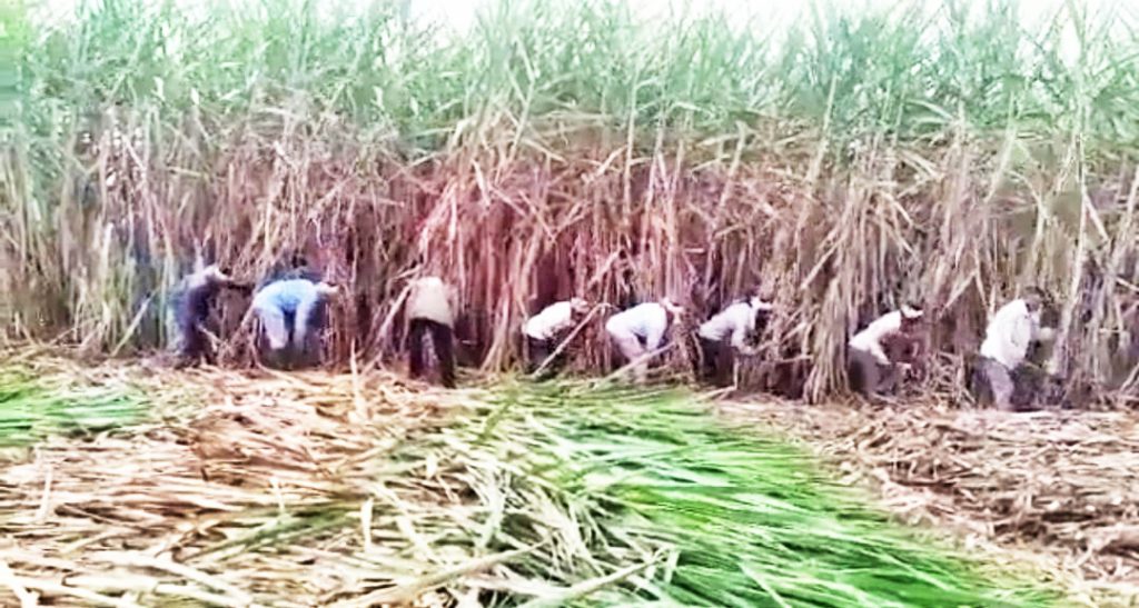 Due to nature, farmers turn to sugarcane cultivation