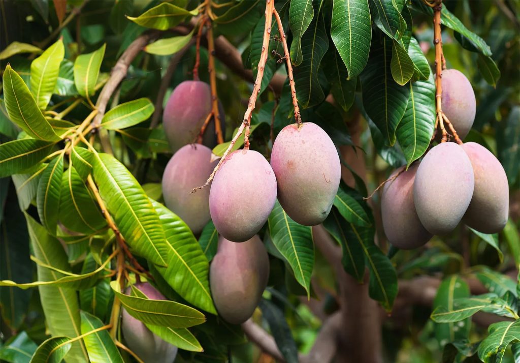 आंबा उत्पादन वाढीसाठी उपाययोजना There will be an increase in mango production this year