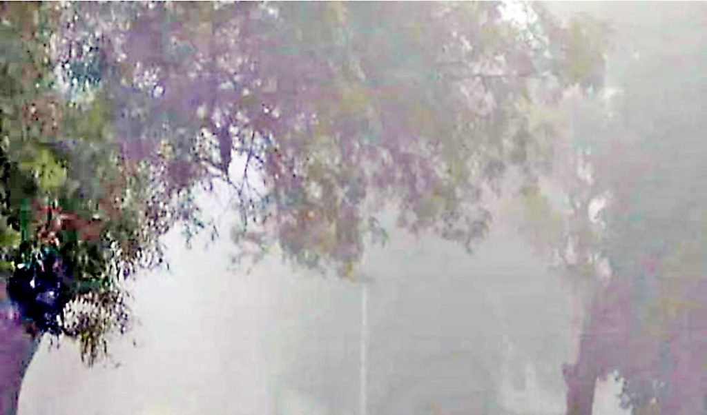 पश्चिम भागात दाट धुक्मयामुळे काजू मोहोराला हवामानाचा फटका Due to dense smog in the western part, cashew blossoms are affected by the weather