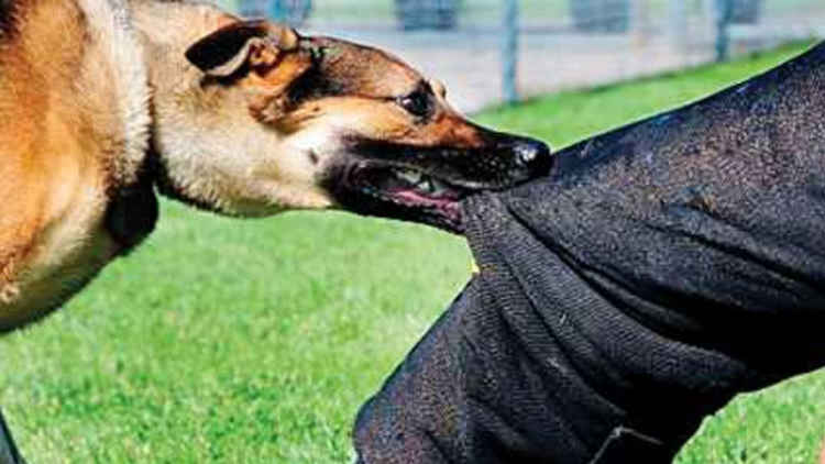 When will the attacks of stray dogs stop?