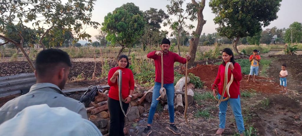 Four snakes found at one place in Yelloor