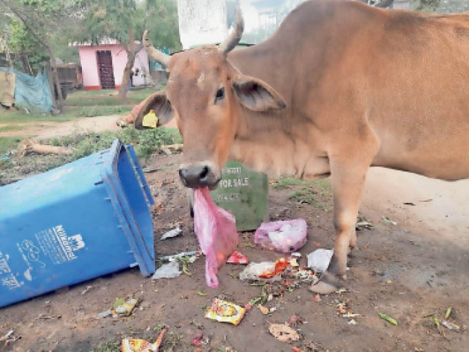 प्लास्टिकचा कचरा…मोकाट जनावरांना जीवघेणा! Plastic waste ... dangerous to free animals!