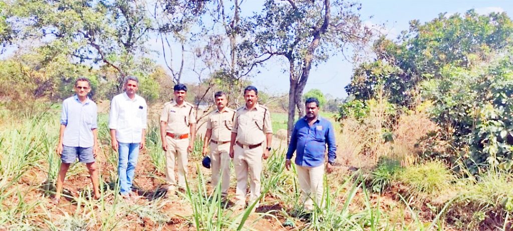 Arrival of an elephant from the forest at night