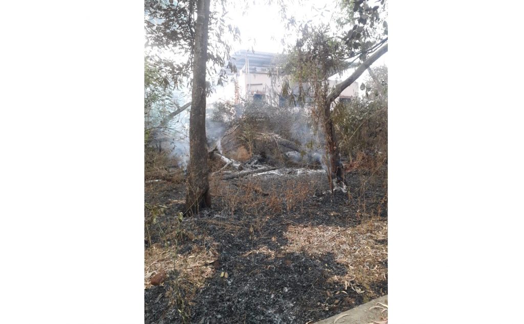 Types of setting fire to trees in vaccine depots