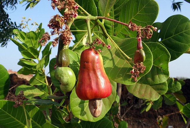 Cashew orchards in full bloom