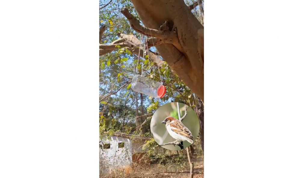 पक्ष्यांना कृत्रिम पाणवठ्याची व्यवस्था Arrangement of artificial water bodies for birds