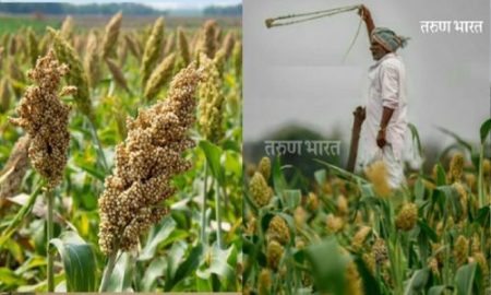 Jwari Crop protection