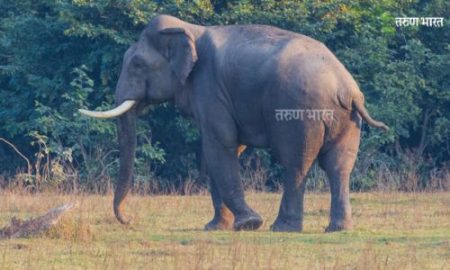 चंदगडच्या पुर्व भागात हत्तीचे दर्शन; हत्तीच्या आगमनाने चंदगड तालुका भयभीत Chandgarh taluka