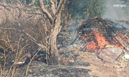 शेंडा पार्क येथे गवताला लागलेल्या आगीत शेकडो झाडे भस्मसात Shenda Park