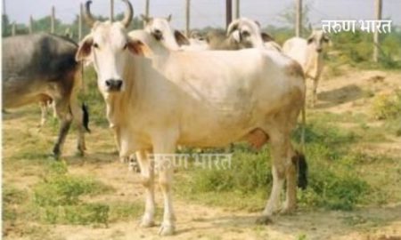 सरुड येथे अज्ञाताकडुन गाईचा पाय तोडण्याचा प्रयत्न : माणूसकीला काळीमा फासणारी घटना