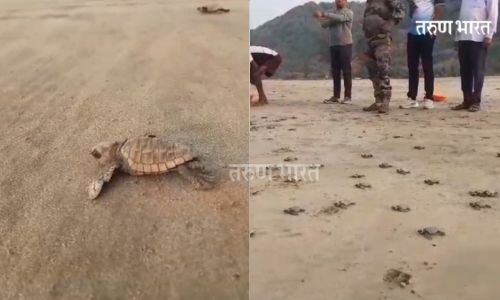Olive Ridley baby turtles begins Guhagar beach