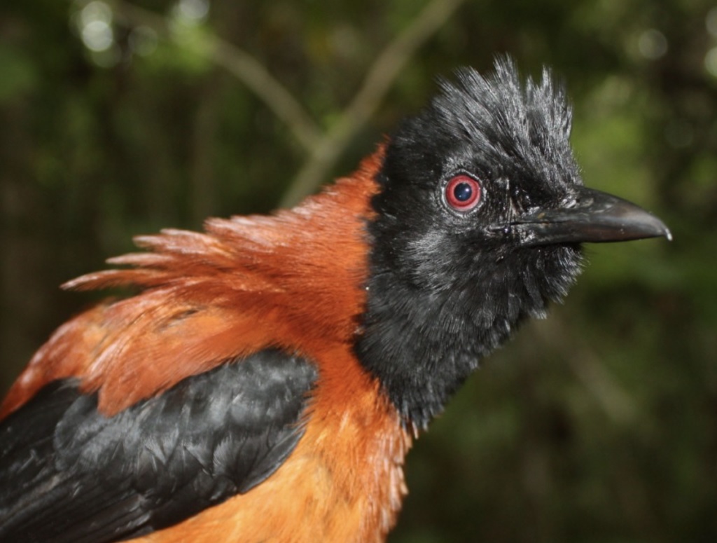 The most poisonous bird