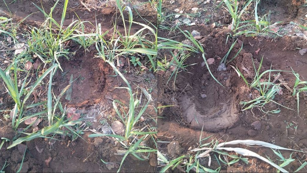 उचगाव येथील शिवारात आढळले हत्तीच्या पायांचे ठसे…?!! Footprints of an elephant found at Uchgaon...?!!