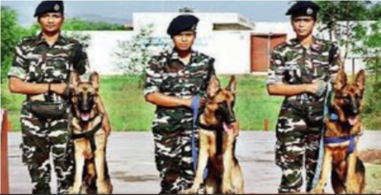 महिला कर्मचारी हाताळणार ‘एसएसबी’चे श्वान पथक SSB's dog team will be handled by women employees