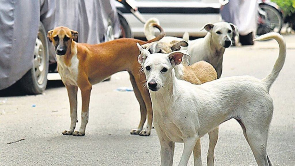 बेळगाव:भटक्या कुत्र्यांच्या हल्ल्यात 4 मुले जखमी Free dogs see the end of tolerance