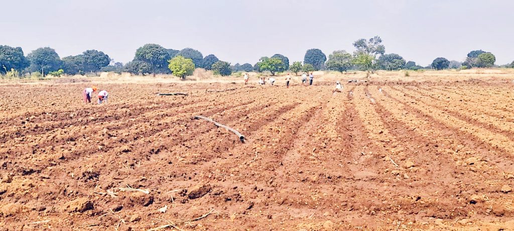 भातपीक नुकसानीमुळे शेतकऱ्यांकडून आता ऊस लागवड Farmers are now planting sugarcane due to the loss of paddy crop