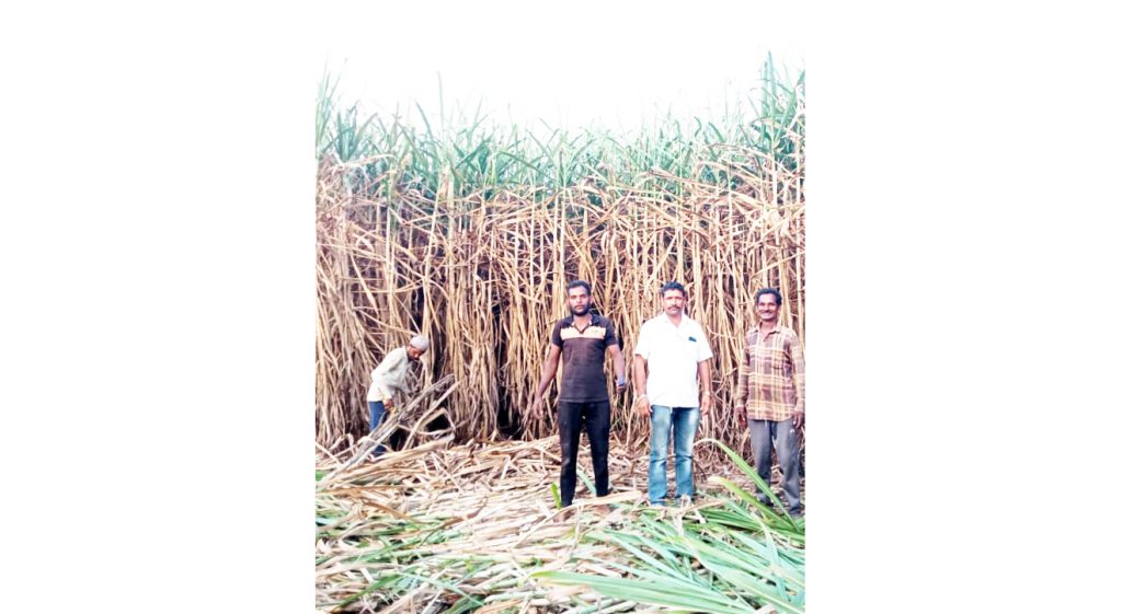 अबब…पंचवीस गुंठे जमिनीत 52 टन ऊस! Abb... 52 tons of sugarcane in twenty-five knots of land!