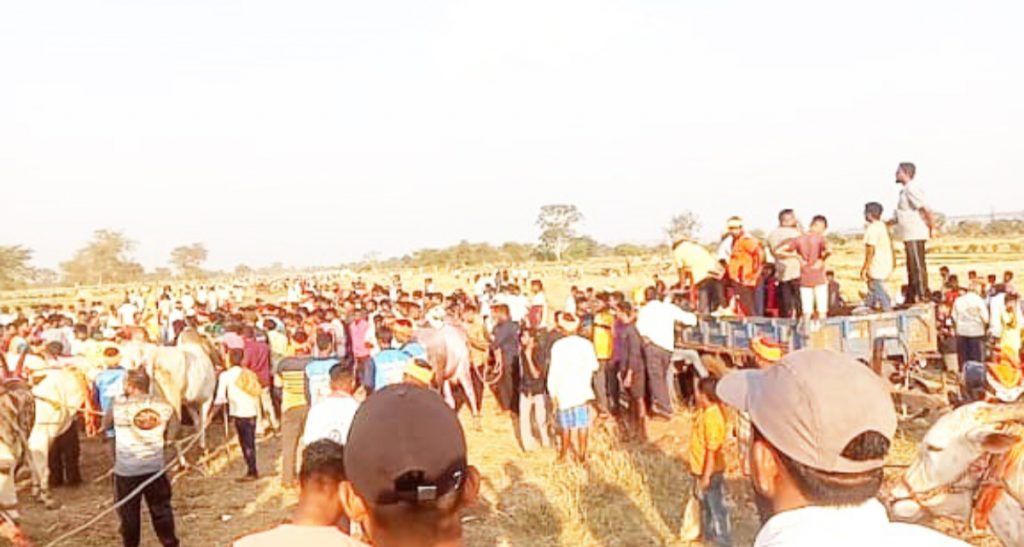 Sri Kalmeshwar Prasanna Angol-Kednur bullock pair first in Majgaon race