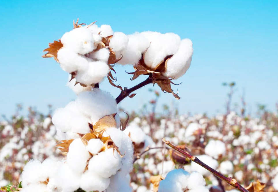 कापसाच्या निर्यातीमध्ये झाली वाढ, दोन वर्षाच्या उच्चांकावर Cotton exports rose to a two-year high