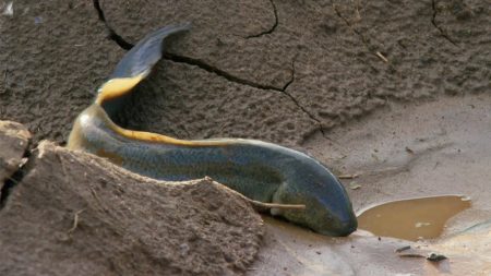 A fish that can live on land