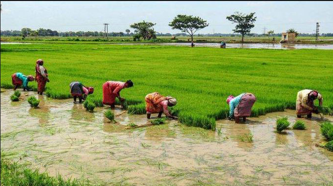 गोवा राज्य कृषिसंपन्न होईल काय? Will the state of Goa become agriculturally rich?