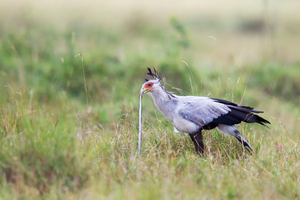 A bird called 'Killer Queen'