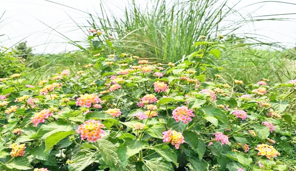 The threat of invasive alien plants