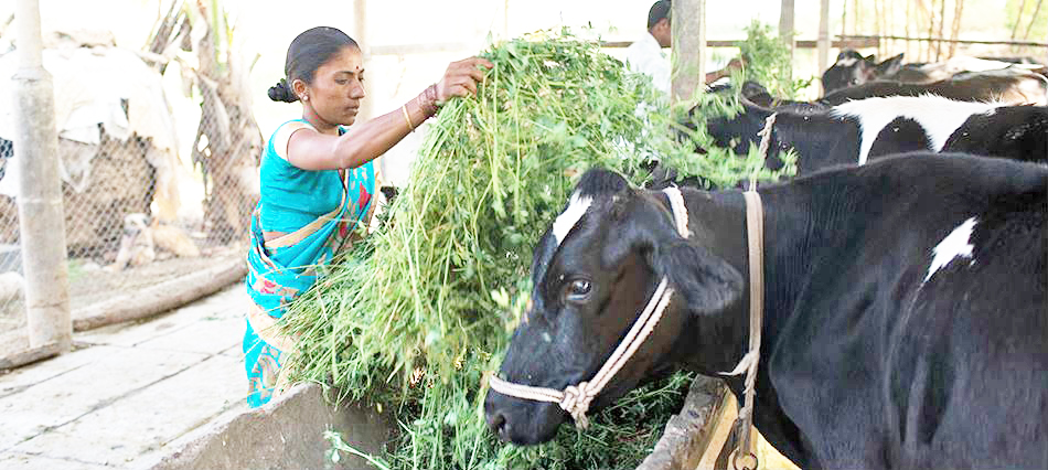पोषणमूल्य चारा पिकाचे उत्पादन Nutritional value of fodder crop production