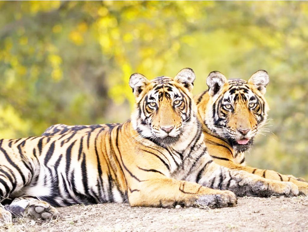 2023 साली महाराष्ट्रात सर्वाधिक व्याघ्रमृत्यू Most tiger deaths in Maharashtra in 2023