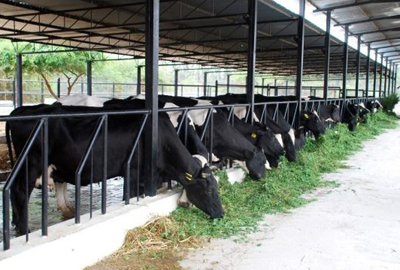 पोषणमूल्य चारा पिकाचे उत्पादन Nutritional value of fodder crop production