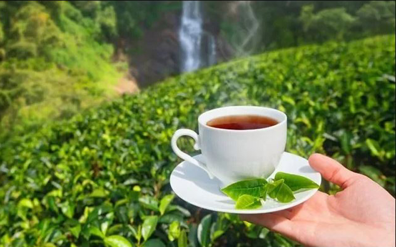 Tea exports fell to 20.71 crore kg