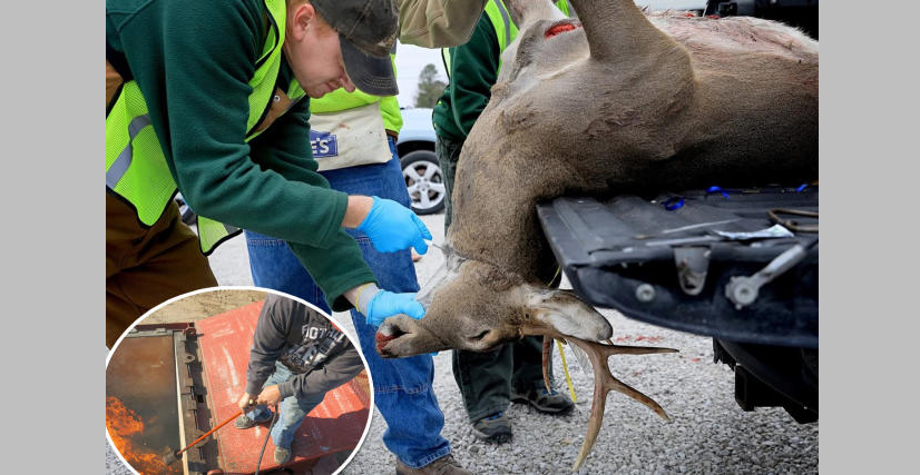A new disease is spreading among deer in America