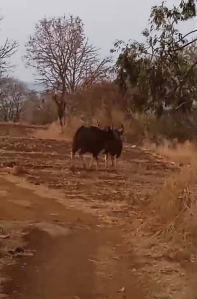 हत्ती गेला अन् गवा आला… The elephant went and the wheat came...