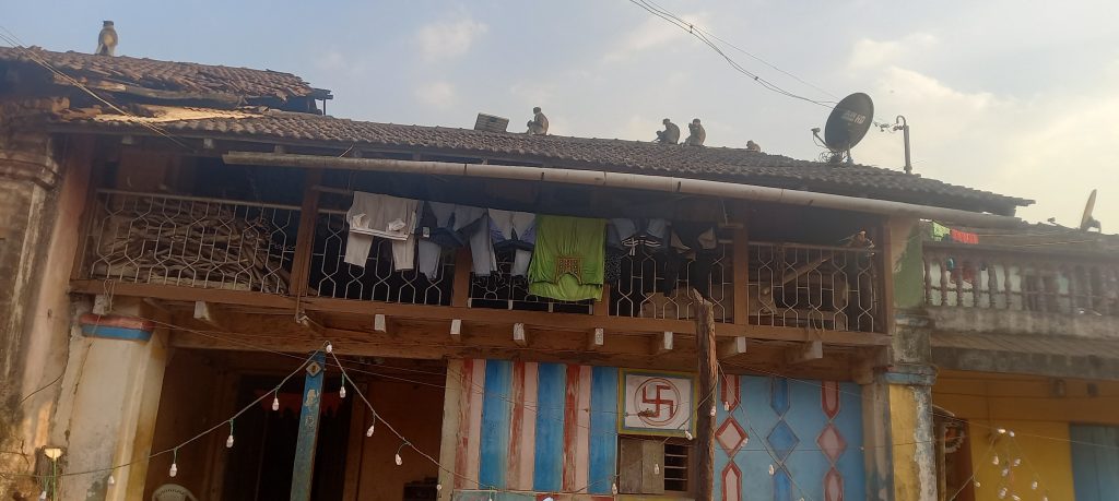 Monkey swarm at Olmani