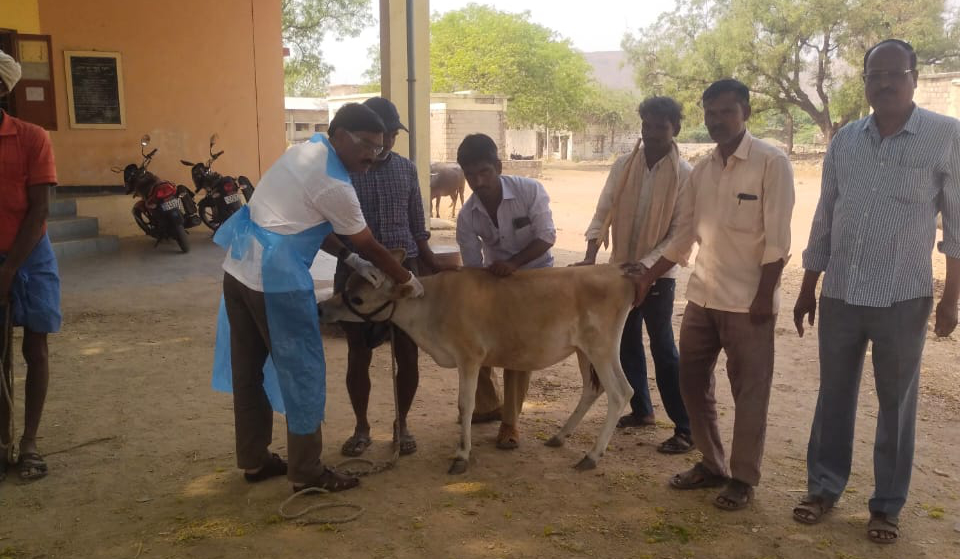 ब्रुसेलोसिस प्रतिबंधक लसीकरणाला प्रारंभ Initiate vaccination against brucellosis