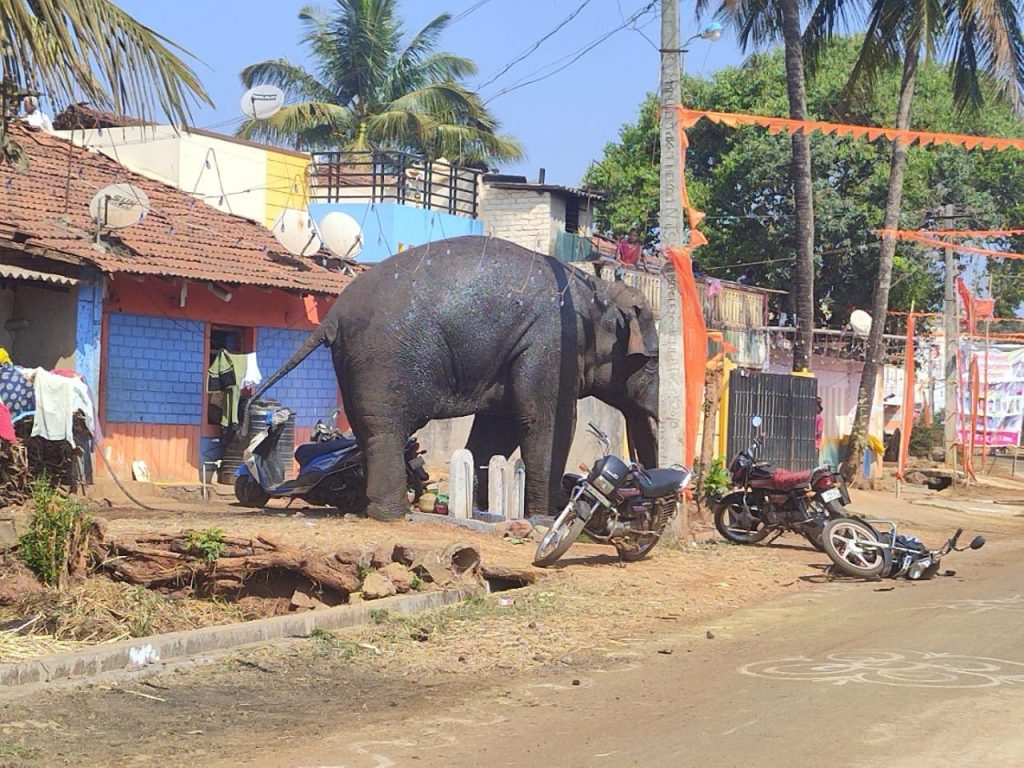 बेळगावच्या वेशीवर गजराजाचे धुमशान Dhumshan of Gajraja at the gate of Belgaum