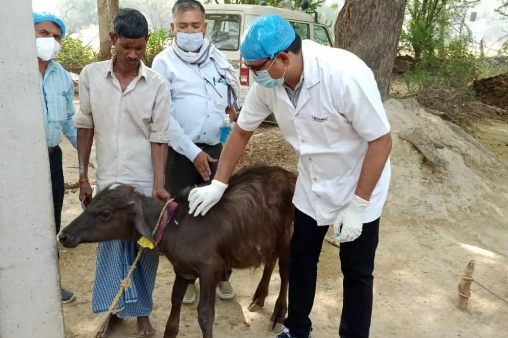 ब्रुसेलोसिस लसीकरणाला उद्यापासून प्रारंभ Brucellosis vaccination starts tomorrow